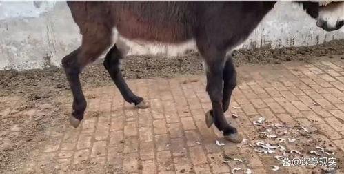 大驴的最新视频爆料,揭秘幕后真相,带你走进事件核心